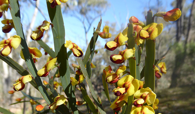 Yellow flowering bossiaea fragrans. Photo credit: Amanda Jowlett © OEH