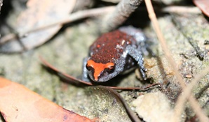 A red-crowned toadlet amongst leaf litter. Photo © Kelly Nowak