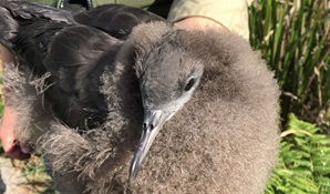 Wedge-tailed shearwater chick. Photo Lucas Grenadier © OEH