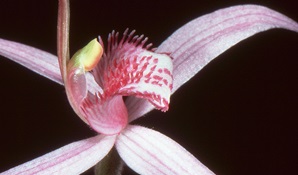 Close up view of a pink spider orchid flower, Mount Canobolas State Conservation Area. Photo credit: Colin Bower © Colin Bower