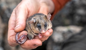 A Threatened Species Officer gently holds an endangered mountain pygmy-possum in their hand. Photo credit: John Spencer © DPE