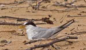 A little tern on its nest, Coffs Harbour. Photo: John Turbill © DPIE