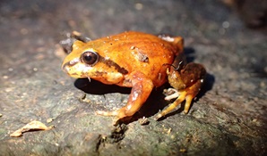 Profile view of a threatened Richmond mountain frog on a rock. Photo: Liam Bolitho © Liam Bolitho