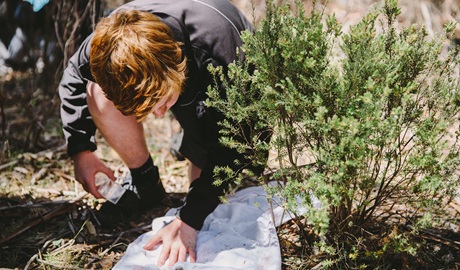 Male secondary student studying seeds on a groundsheet, Kosciuszko National Park. Credit: Remy Brand © Remy Brand/DCCEEW