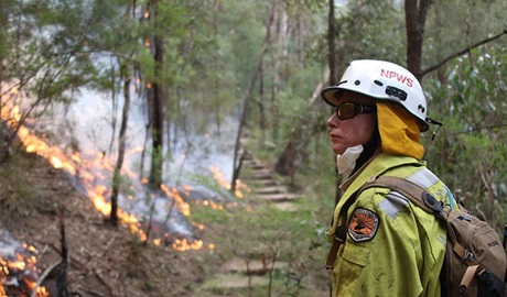 Staff from Metro South West and Blue Mountains regions undertaking the Pisgah Ridge hazard reduction burn near Glenbrook in the Blue Mountains National Park. Photo: David Croft © David Croft/DPIE