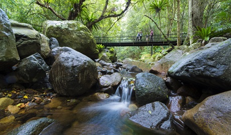 A group on the boardwalk, which spans large rocks and the creek below and is in the middle of the lush Minnamurra Rainforest. Credit: David Finnegan © DCCEEW