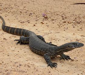 A Rosenberg's goanna on a dirt track. Photo: Gavin Phillips © Gavin Phillips