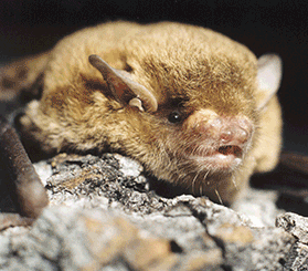 GIF with 3 images: eastern bentwing-bat; large-footed mouse-eared bat; eastern coastal free-tailed bat. Photos: © John Turbill, © Dan Lunney, © Pavel German. 