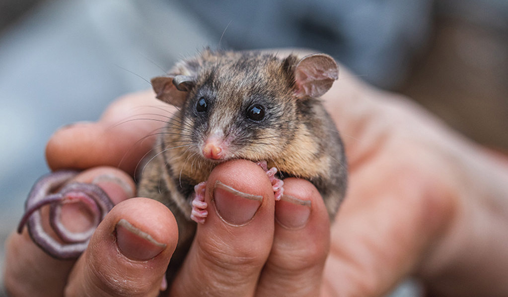 A mountain pygmy-possum clings to a person's hand, Kosciuszko National Park. Photo: Alex Pike © DPE