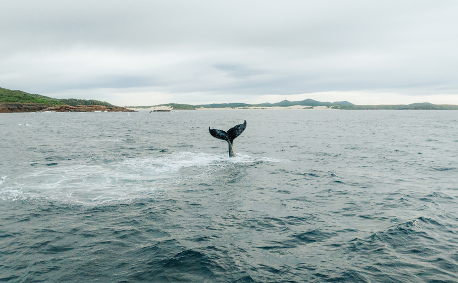 Whale tail slap, view from Tomaree Coastal Walk, Tomaree National Park. Credit: Daniel Parsons © DCCEEW