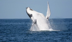 A humpback whale breaches the water off the NSW coast, near Sydney. Photo credit: Wayne Reynolds © Wayne Reynolds