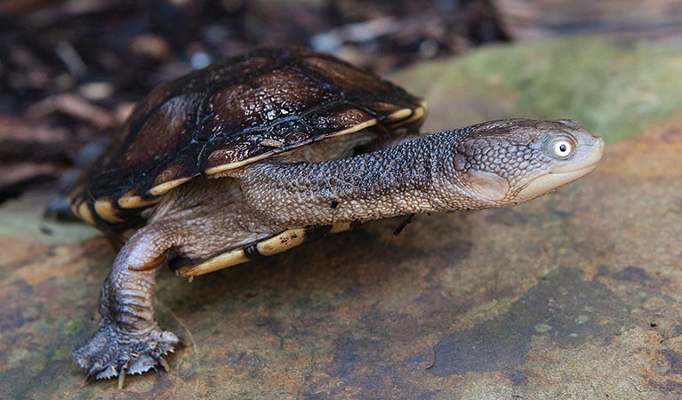 Eastern snake-necked turtle on a rock. Photo: Rosie Nicolai/OEH
