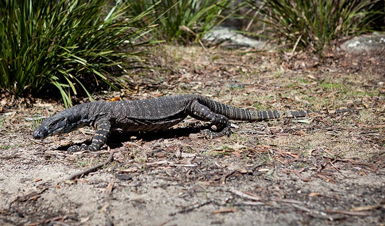  Lace monitor. Photo: Lucas Boyd