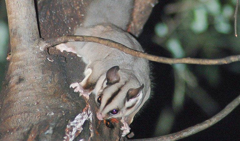 Sugar glider. Photo: Jeff Betteridge