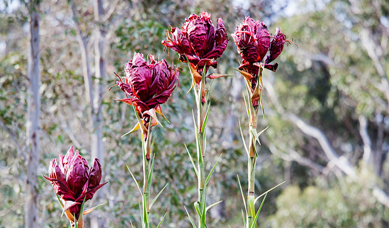 Gymea lily. Photo: Simone Cottrell