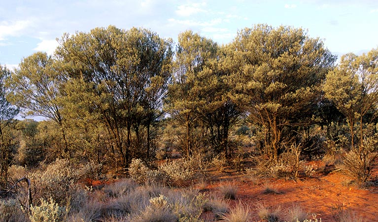 Mulga. Photo: Jaime Plaza
