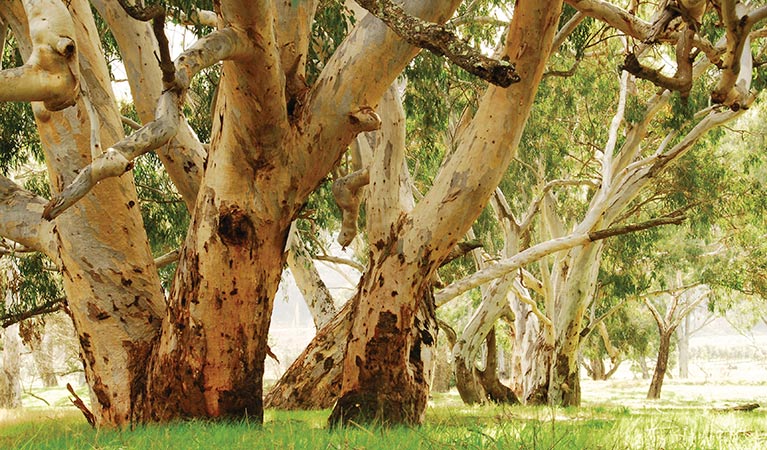 River red gum. Photo: Stuart Cohen
