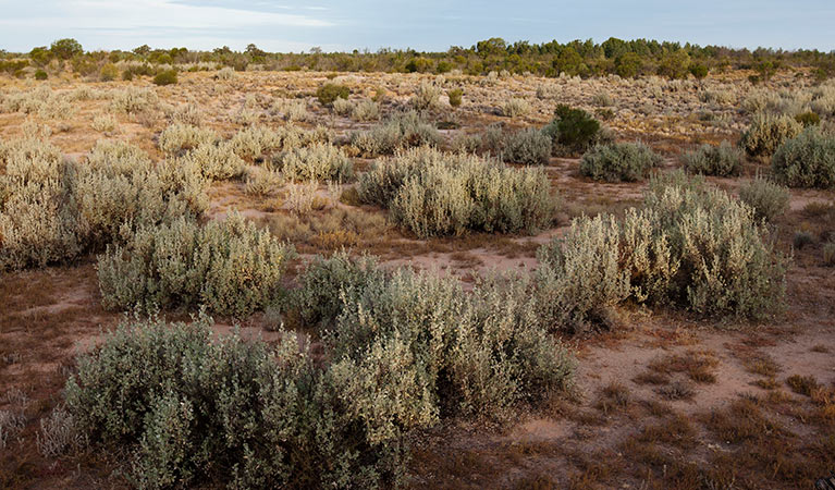 Saltbush. Photo: Jaime Plaza