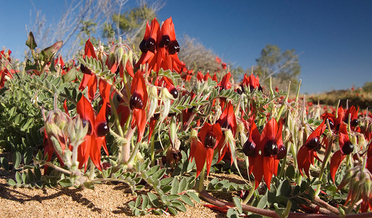 Sturt's desert pea. Photo: Jaime Plaza