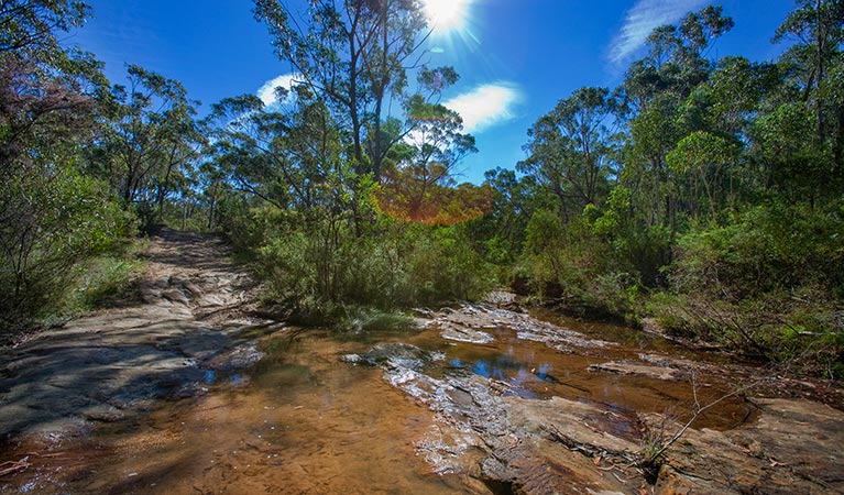 Bargo State Conservation Area. Photo: Nick Cubbin &copy; DPIE