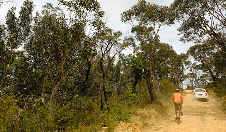 A car passes a cyclist on Mount Hay Road, Blue Mountains National Park. Photo: Elinor Sheargold/OEH