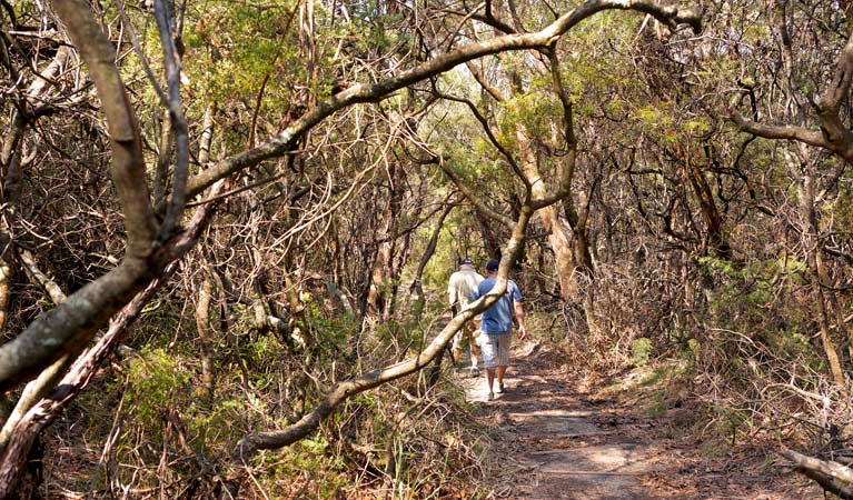 Lyrebird Dell walking track, Blue Mountains National Park. Photo: Steve Alton &copy; OEH