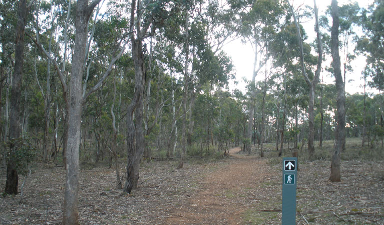 Green Track, Bungonia National Park. Photo &copy; Audrey Kutzner