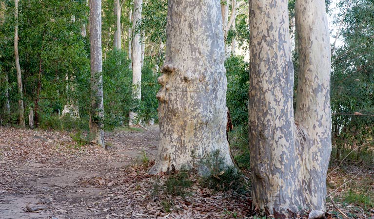 Delta Track, Corramy Regional Park. Photo: Michael van Ewijk &copy; OEH