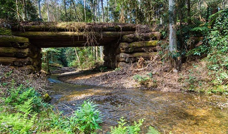 Myrtle Scrub scenic drive, Cottan-Bimbang National Park. Photo: John Spencer/NSW Government