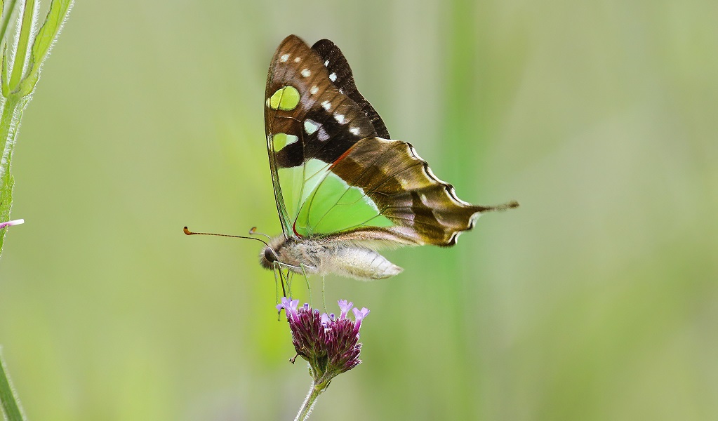 A Macleay's swallowtail butterfly, with lime green, brown and white wings, and tailed hindwings, Dorrigo National Park. Credit: Andrew Turbill &copy; the photographer