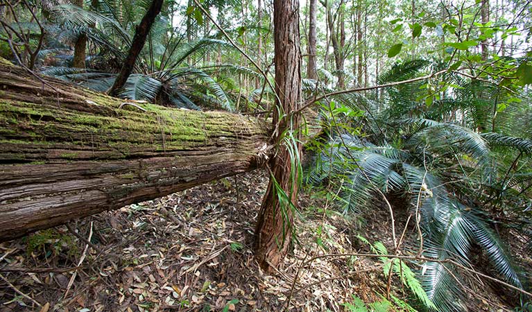 Rainforest, Dunggir National Park. Photo: Robert Cleary &copy; DPIE