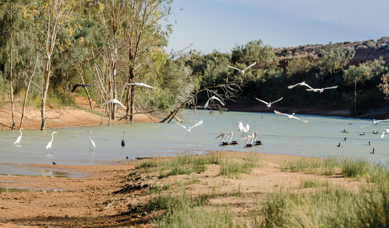 Kinchega National Park is a magnet for birdlife. Photo: J Spencer &copy; OEH