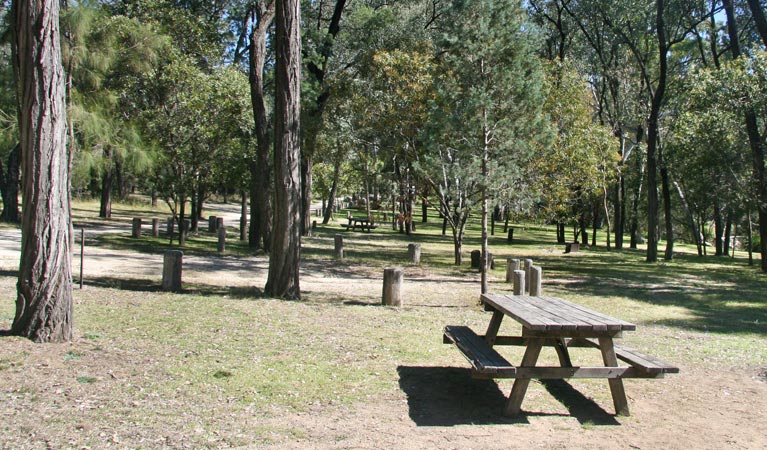 Lemon Tree campground, Kwiambal National Park. Photo: Patricia Wilkinson