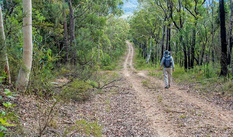 Kangaroo River walking track, Morton National Park. Photo: Michael Van Ewijk &copy; OEH
