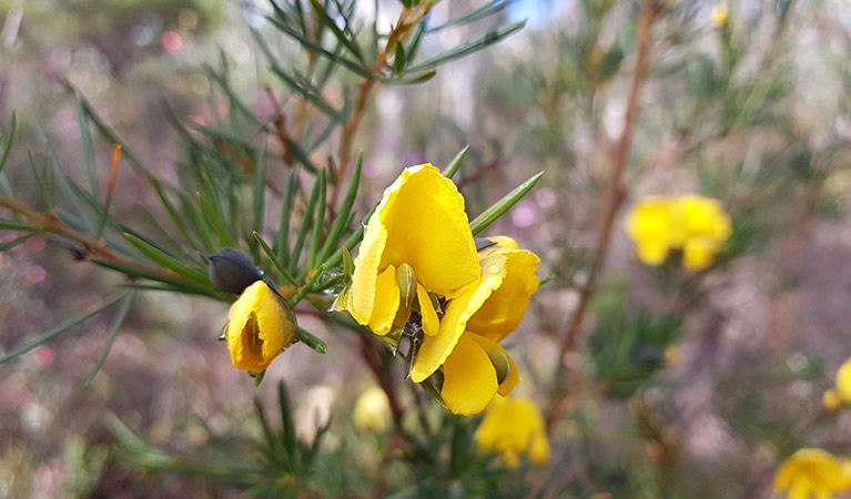 A yellow large wedge pea flower in Muogamarra Nature Reserve. Photo: Amanda Cutlack/OEH
