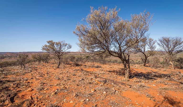 White cypress trees in the western plains desert landscape along Western Ridge walking track in Mutawintji National Park. Photo: John Spencer &copy; OEH