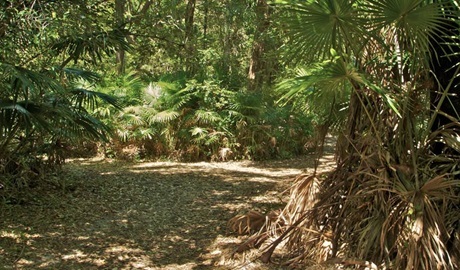 Mungo Brush Rainforest walk. Photo: John Spencer &copy; OEH