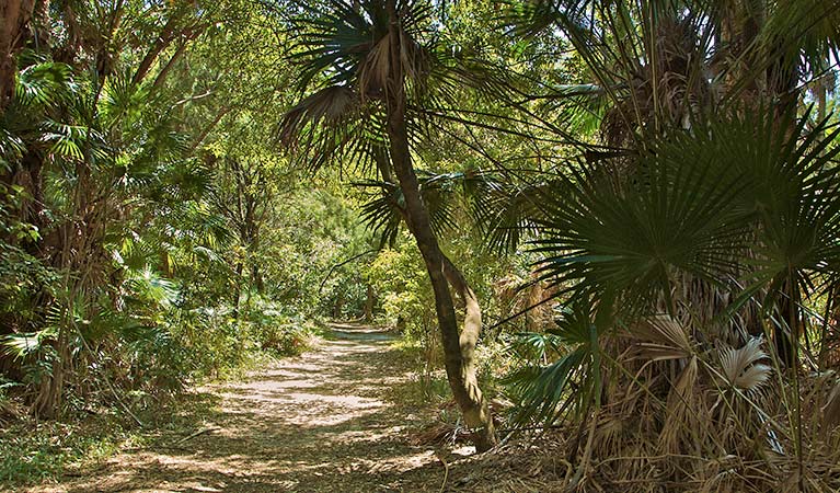 Mungo Rainforest walk, Myall Lakes National Park. Photo: John Spencer &copy; OEH