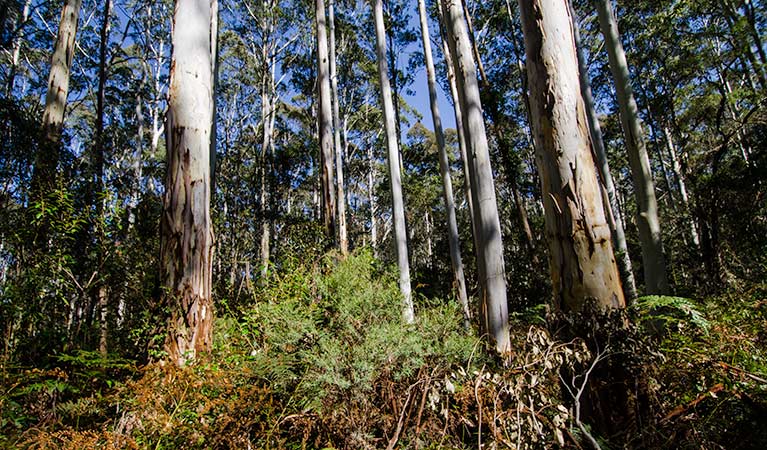 Starlights trail, Nattai National Park. Photo: John Spencer &copy; OEH