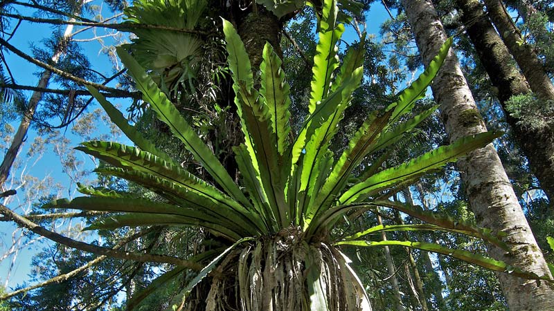 Fern, Nightcap National Park. Photo: John Spencer