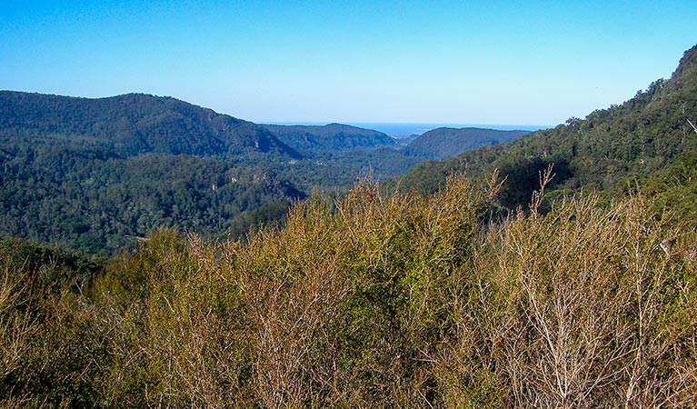 Historic Nightcap walking track, Nightcap National Park. Photo: Brian McLachlan &copy; DPE