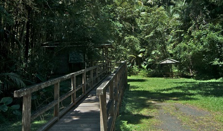 Walkway into Terania Creek picnic area. Photo: John Spencer