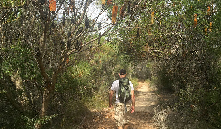 Wildflowers in April on the Bundeena Drive to Marley walking track, Royal National Park. Photo &copy; Natasha Webb