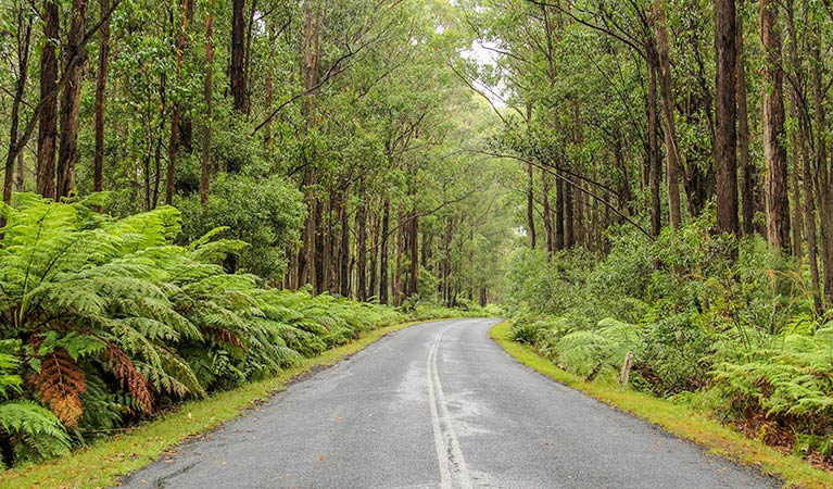 Goodenia Rainforest picnic area, South East Forest National Park. Photo: John Spencer