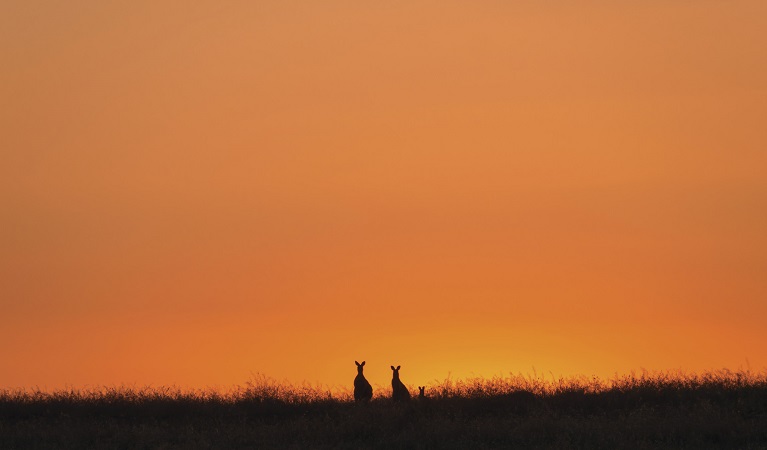 Photo of kangaroo family at sunset, Toorale National Park. Photo: Terry Cooke/OEH 