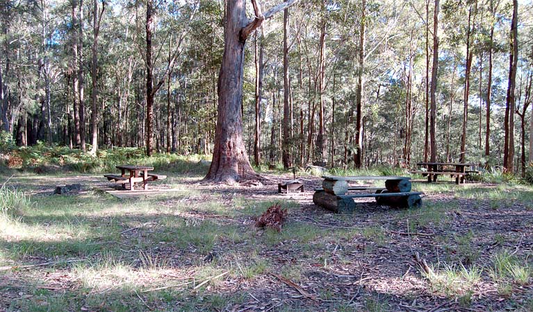 Log tables, Watagans National Park. Photo: Susan Davis