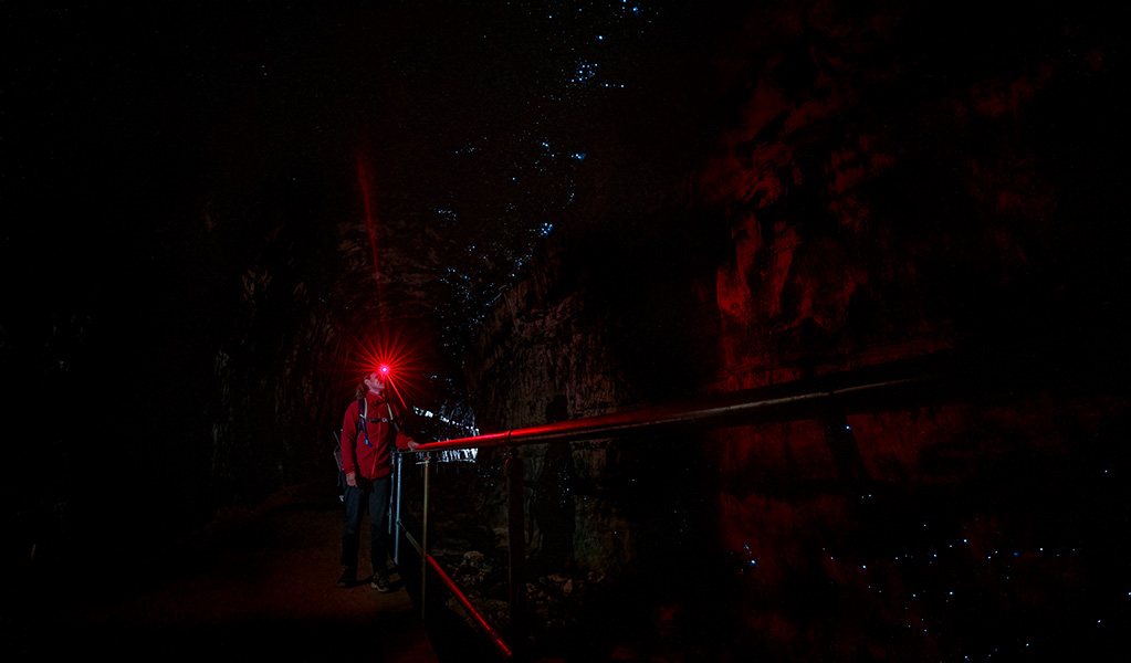 A person using a red light torch inside the tunnel to see Glow Worms along the Glow Worm Tunnel walking track. Credit: John Spencer &copy; DCCEEW