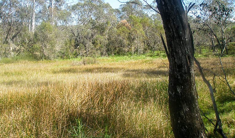 Tin Mines campground, Woomargama National Park. Photo: Dave Pearce/NSW Government