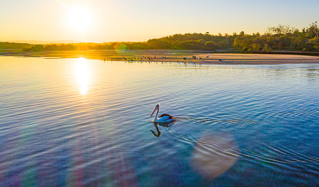 A pelican floats on a lagoon at sunset, Sandon River campground, Yuraygir coastal walk, Yuraygir National Park. Photo: Jessica Robertson &copy; DPE